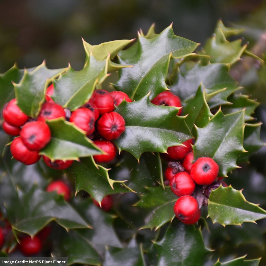 Holly – Red Beauty (F) – #3 Container